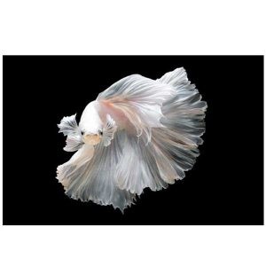 Папертоль «Рыбка Анастасия»