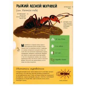 "Кто появляется на свет из яйца?" Новакова Маркета, Энас